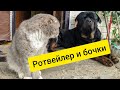 ЧЕРНЫЙ РОТВЕЙЛЕР СИНЯЯ Закончилась летняя дрессировка 🙂