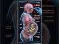 26 Weeks Pregnant? These Symptoms Are SERIOUS 🚨 #babygrowth #earlypregnancy #ytshorts