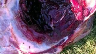 Berger 190Gn Vld Damage