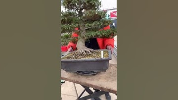 [ P5 ] Cây Cảnh và Cây Kiểng Đẹp #shorts #caycanh #câykiểng