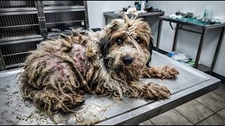 THIS DOG'S FUR WAS A PRISON — The Shocking Story of Rescue and Redemption