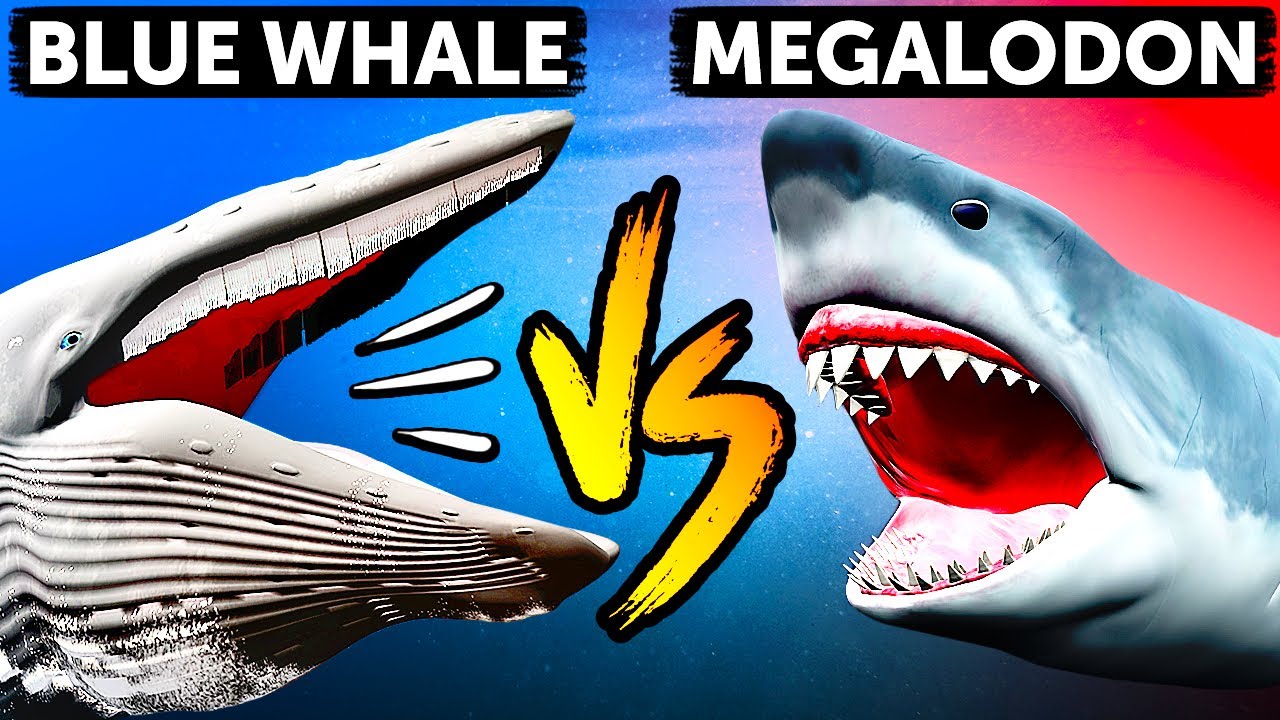 Megalodon vs Blue Whale: Who's the Sea Giant - YouTube
