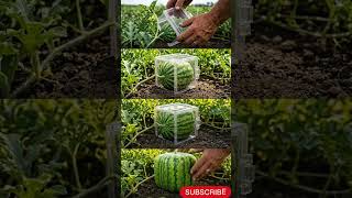 Can You REALLY Grow a Jesus Shaped Watermelon?#shorts #ytshorts
