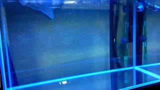 アウトレット水槽