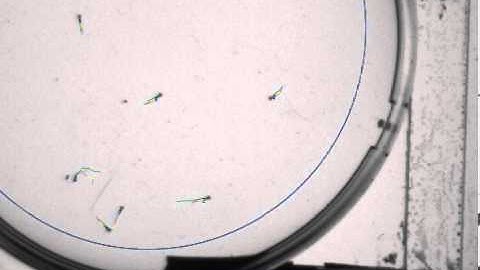 Zebrafish prepulse inhibition & sensorimotor gating