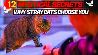 Why Stray Cats Choose You  12 Mystical Secrets!'