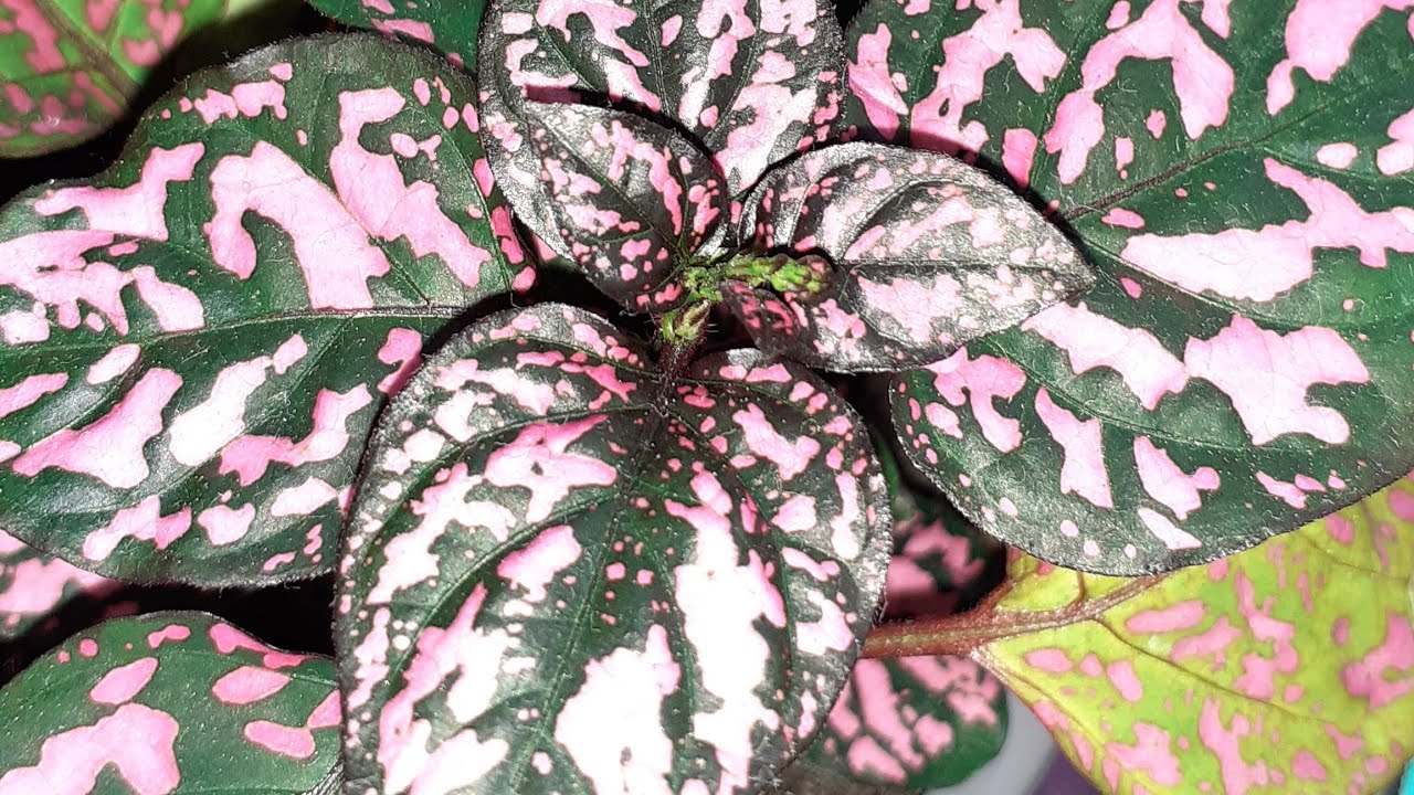 Hostes Cicegi üretimi