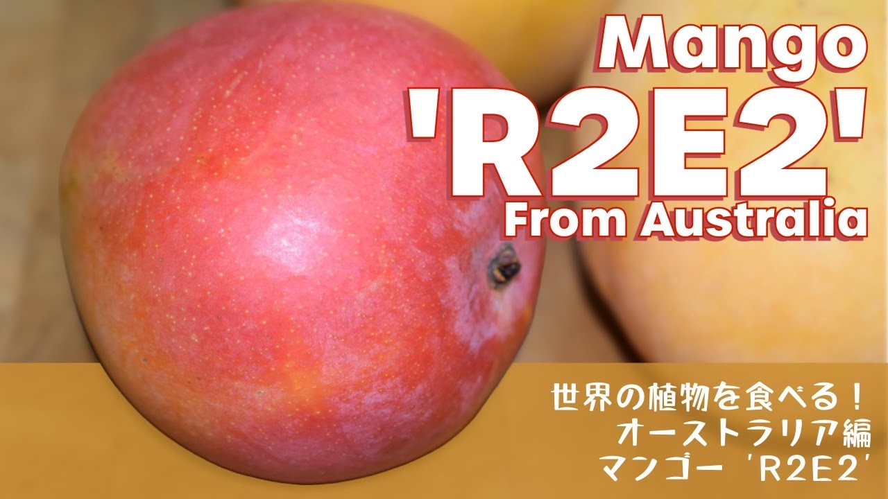 世界の植物を食べる！【オーストラリア編】 マンゴー R2E2！Mango 'R2E2' from Australia - YouTube