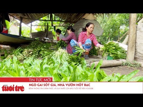 Video: Cỏ gai bạc Thông tin: Cách trồng cỏ gai bạc