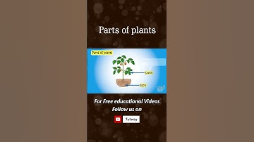 Plants | Parts of plants