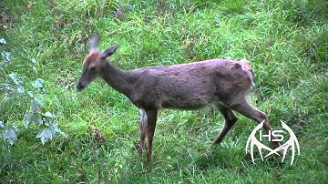 HIT REEL Clean shot Nock Out