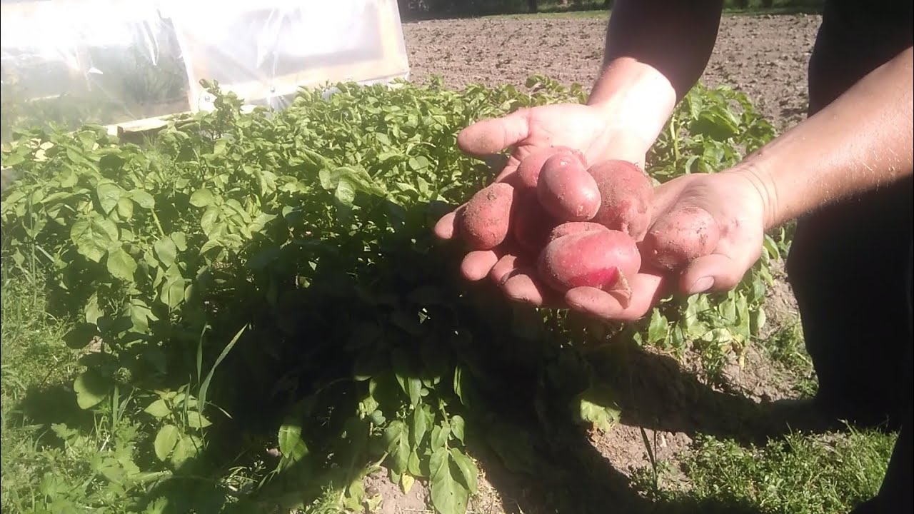 (257) Wykopki ziemniaków wczesnych sadzonych w marcu 🥔🥔😎