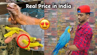 Most Expensive iguana in India | Full information Macaws & iguana
