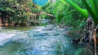 Relax Your Mind and Body Tonight with River Sounds and Birds