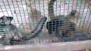 Funny Noise By A Lemur