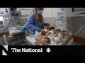 Gaza’s Al-Shifa Hospital called a ‘death zone’