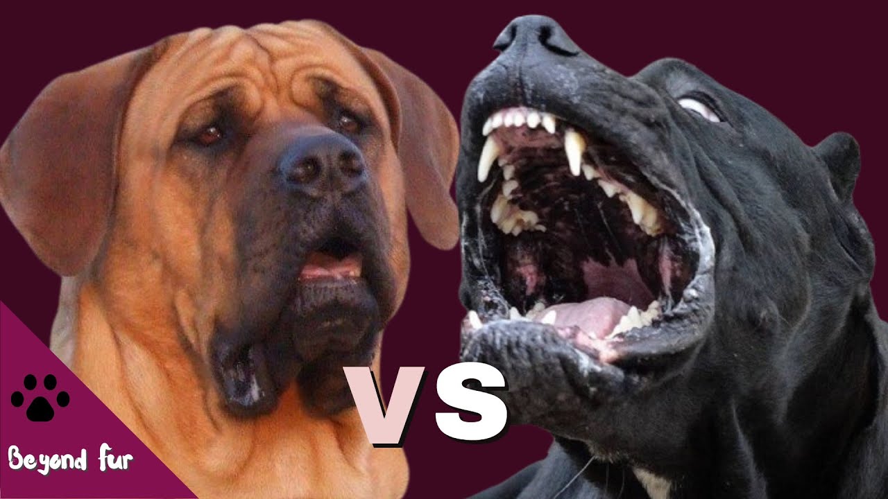 Tosa Inu vs Cane CorsoResult May be Unpredictable YouTube