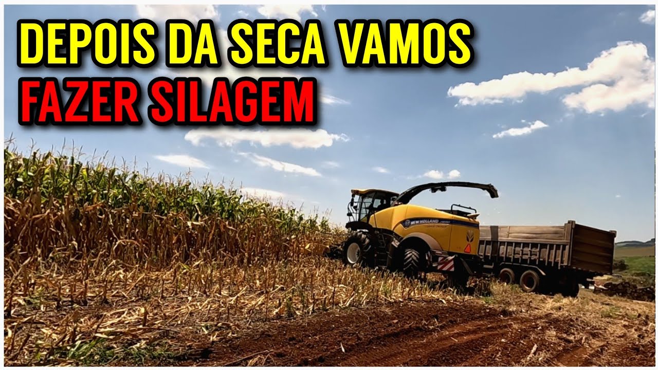 Fazendo SILAGEM DE MILHO depois da seca (Automotriz New Holland)