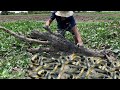 Amazing find a lot of catfish under grass mud by hand