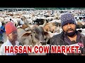 HASSAN COW MARKET ||  COW SLAUGHTER ORDINANCE EFFECT GROUND REPORT HASSAN COW MARKET.