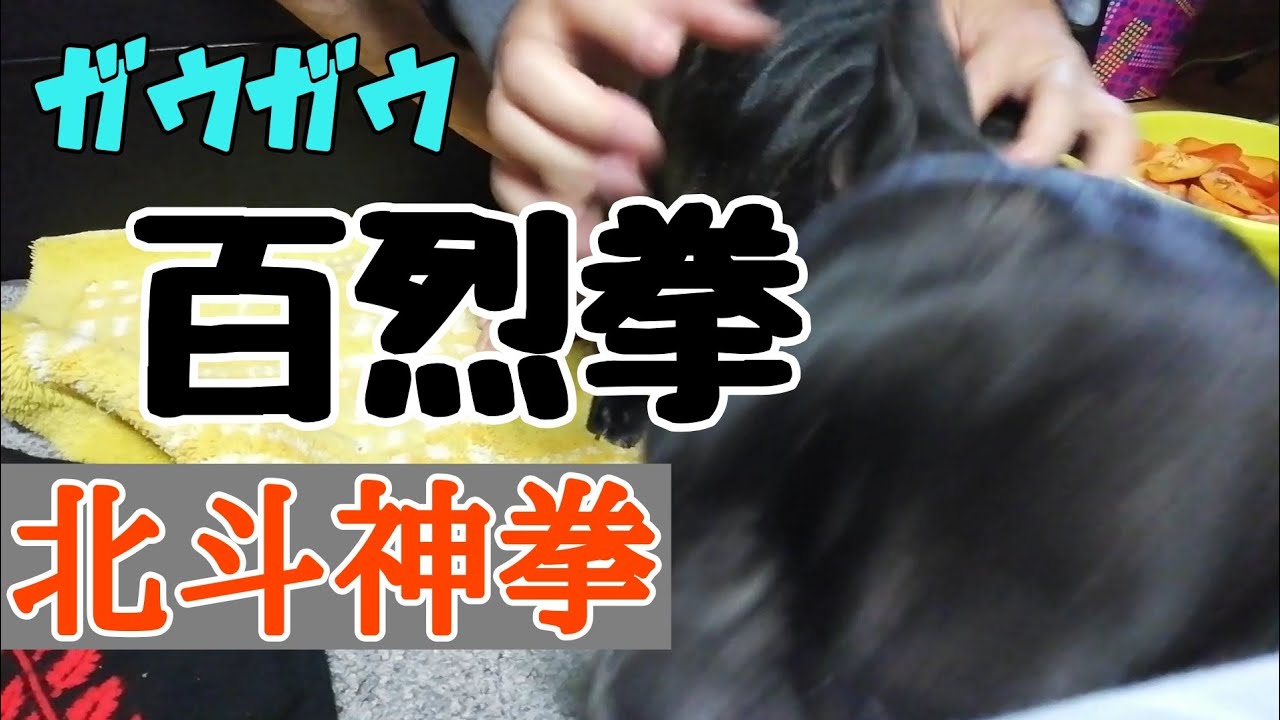 繁殖引退犬に北斗神拳 北斗百烈拳をお見舞いしてやった結果が Youtube