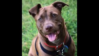 Un Pitbull Cruzado Con Labrador Muerde A Una Niña De 6 Años En Majadahonda Y Le Destroza Los Pómulos