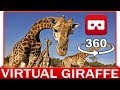 360° VR VIDEO - GIRAFFE - AFRICA - SAFARI - DISCOVERY ANIMAL & NATURE - VIRTUAL REALITY 3D