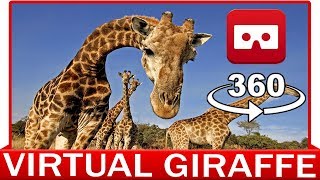 360 Vr Video - Giraffe - Africa - Safari - Discovery Animal & Nature - Virtual Reality 3D