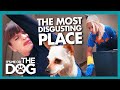 "The Most Disgusting House Ever" Makes Victoria Feel Sick | It's Me or the Dog