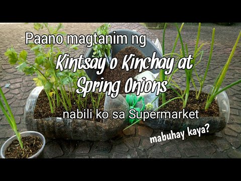 Video: Kung Saan Idinagdag Ang Kintsay