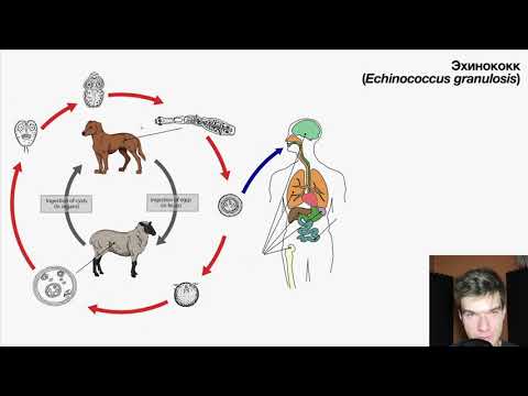 Жизненный цикл эхинококка | Биология ЕГЭ