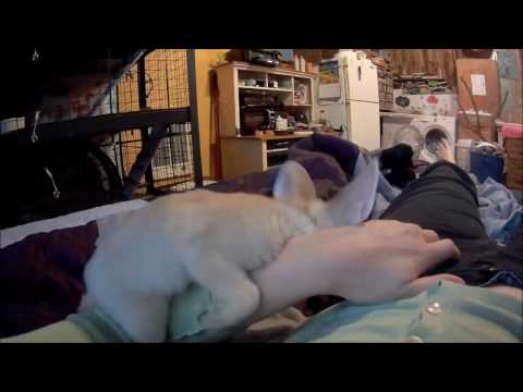 Baby Fennec fox Overly Excited