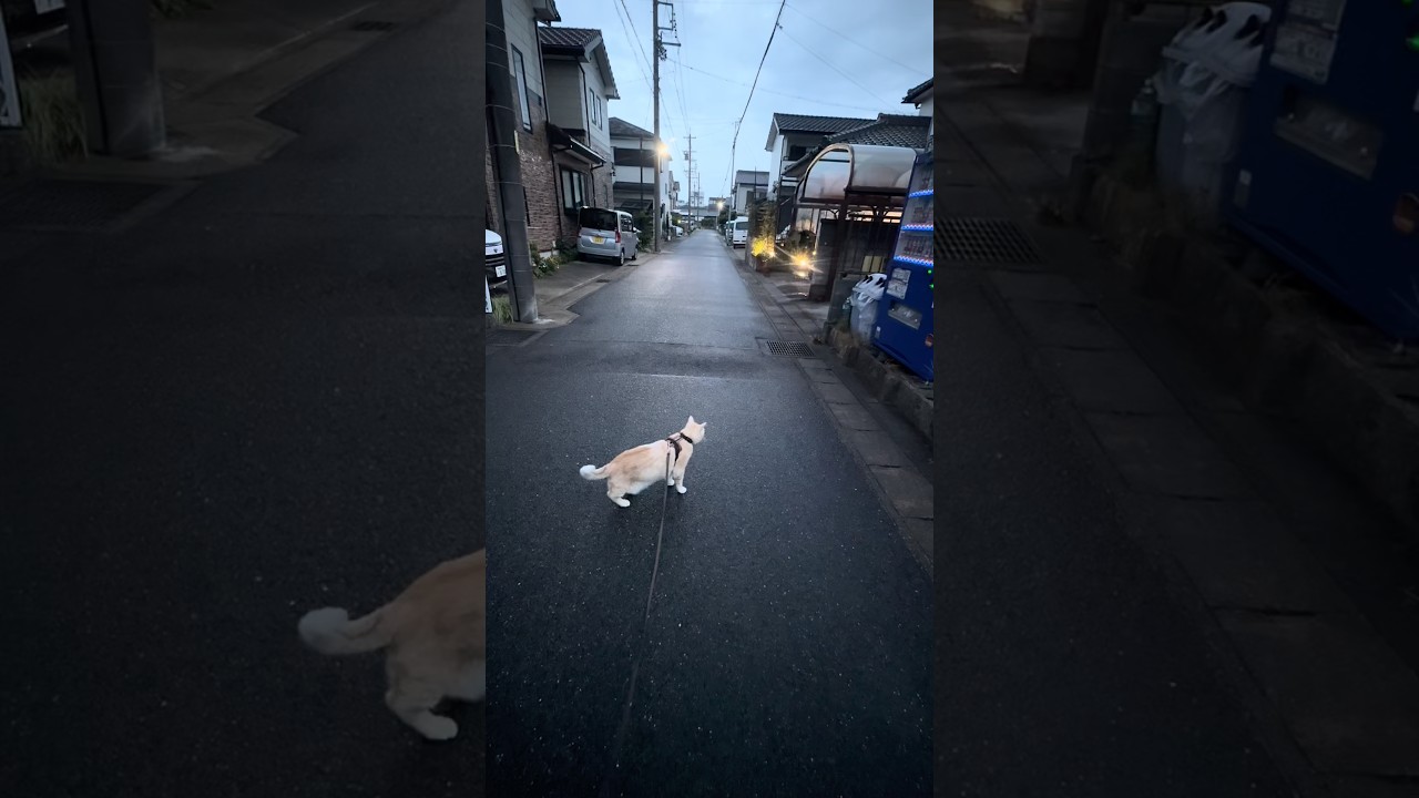 おはようクーちゃん歩🐈☔️ - YouTube