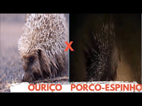 Vídeo: Diferença Entre Porco-espinho E Ouriço
