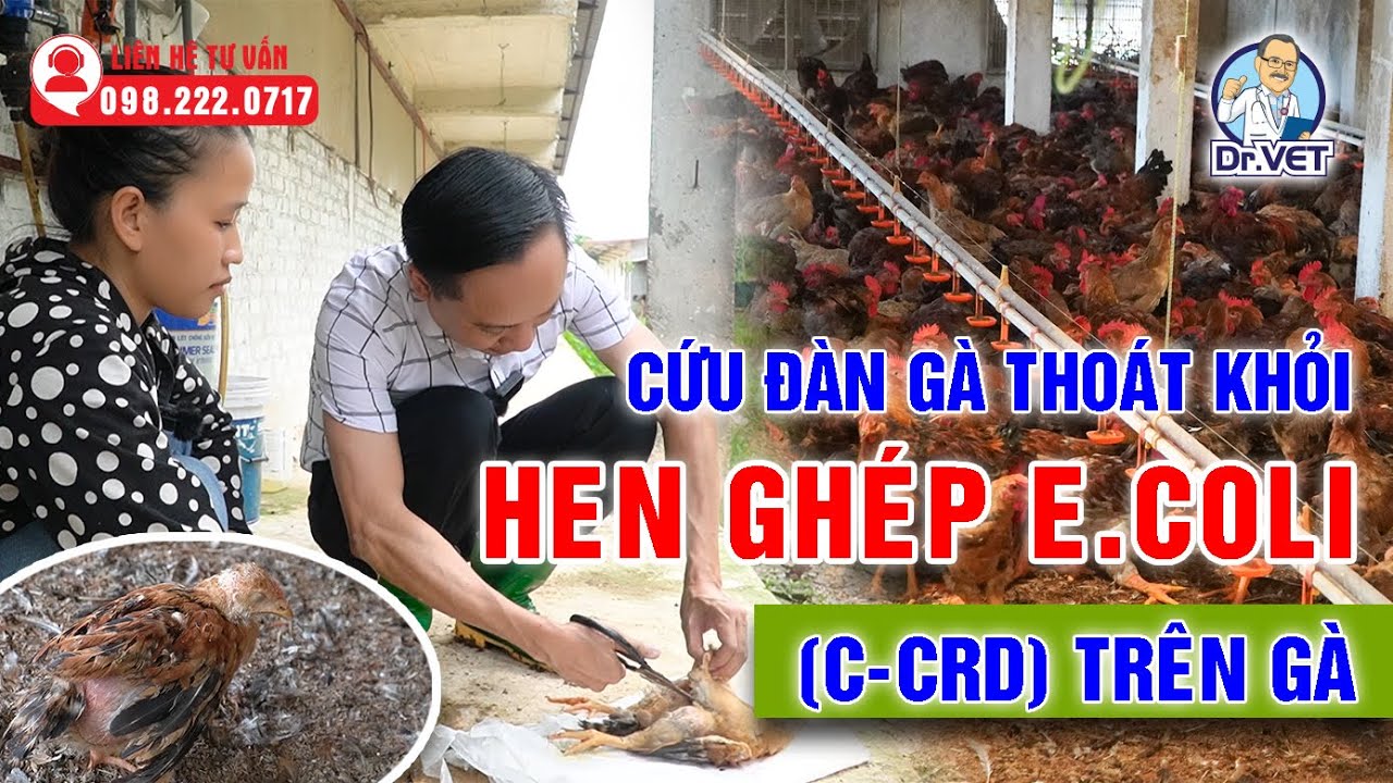 Cứu đàn gà thoát khỏi Hen ghép E.coli (C-CRD) trên gà... - youtube
