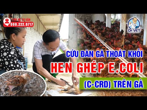 Video Cứu đàn gà thoát khỏi Hen ghép E.coli (C-CRD) trên gà... - youtube