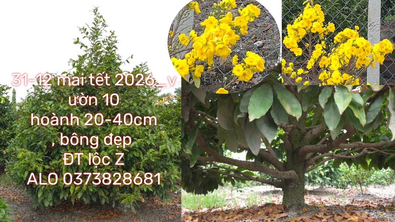 #31-12-2025_mai tết 2026_vườn 10 # đt lộc zalo 0373828681-0383867438 