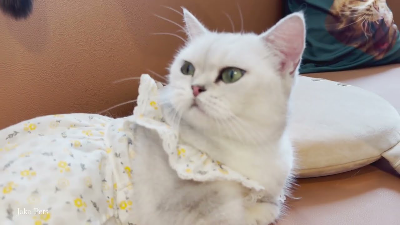 Adorable Cat in a Dress Steals the Show | Jaka Pets