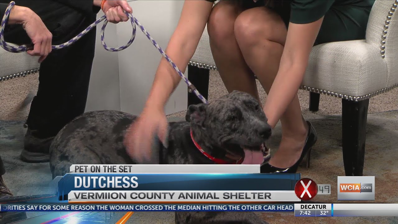 Pet on the Set Duchess YouTube