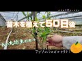 【５月上旬】みかんの苗木の管理方法！を失敗しました。
