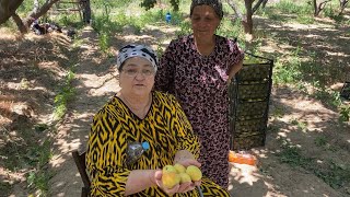 Узбекистан! Поехали завтракать, делаем обзор базарчика, друзья пригласили в абрикосовые сады