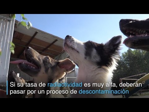 Video: Conozca A Los Perros Callejeros De Chernobyl En Una Experiencia única De Airbnb