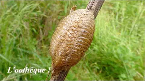 Quand éclosent les œufs de mante religieuse ?