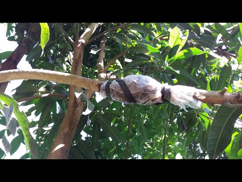 Video Chiết cành cây xoài theo cách này sẽ thành công - youtube