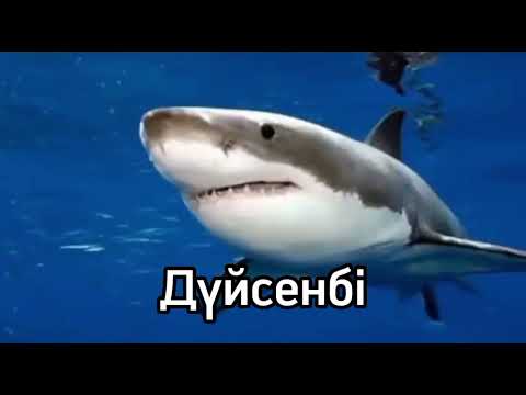 Пон на разных языках