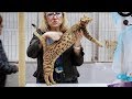 CFA International Show 2018 - Ocicat kitten class judging の動画、YouTube動画。