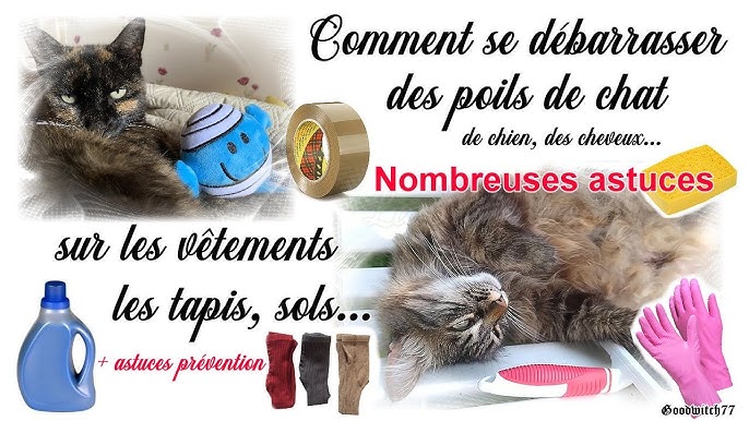 Des astuces anti poils de chats - Absolument Chats