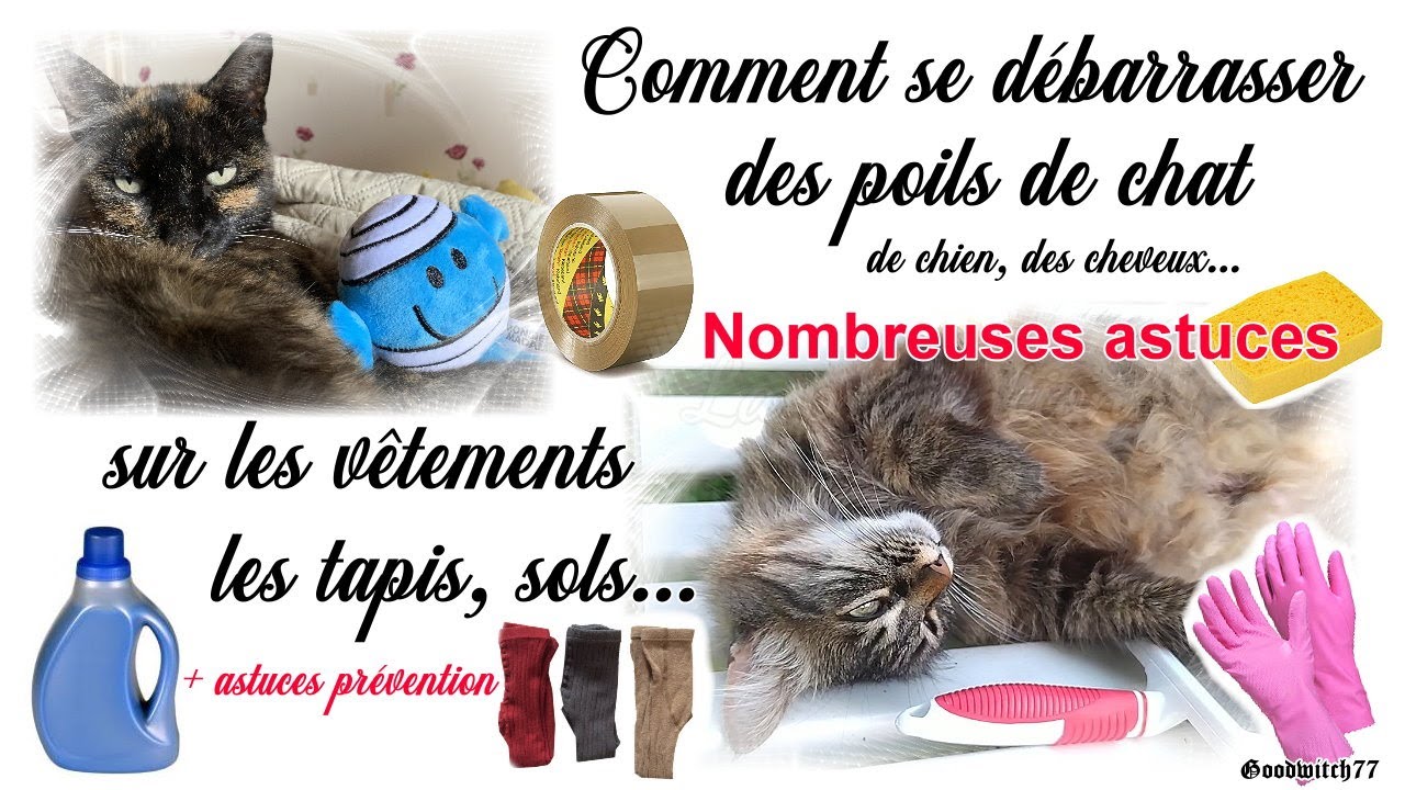 Comment enlever facilement les poils de chat, chien des habits