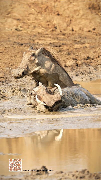 Pumbaa Cooling off #shorts #warthhog #lionking