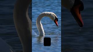 A bird that can swim, but can fly.🦢#Swan#birdfacts